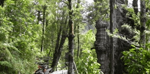 Parque Nacional  Alerce Costero
