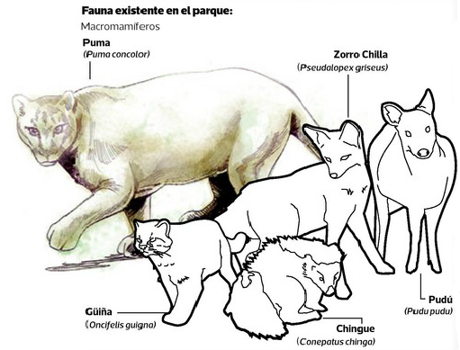 Fauna