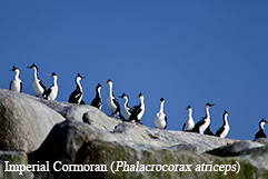 Imperial Cormoran (Phalacrocorax atriceps)