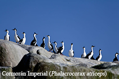Imperial Cormoran (Phalacrocorax atriceps)
