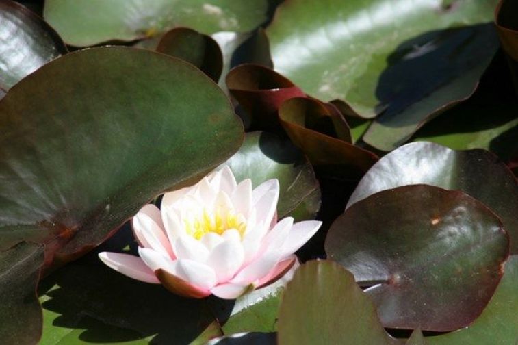 Galer&iacute;a Parque Saval